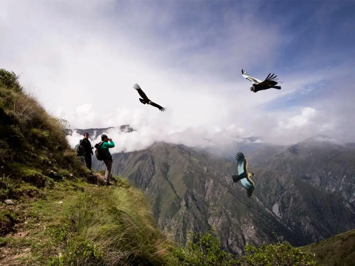 Condor Sighting in the Apurimac Canyon