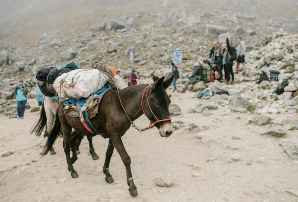 everything about the salkantay trek experience