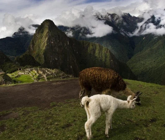 Llamas grazing on green grass with stunning view of Machu Picchu and surrounding mountains in Peru.