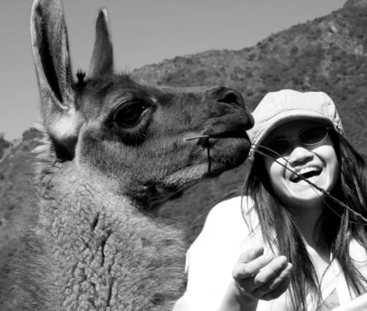 A joyful encounter between a tourist and a llama in Cusco, Peru.