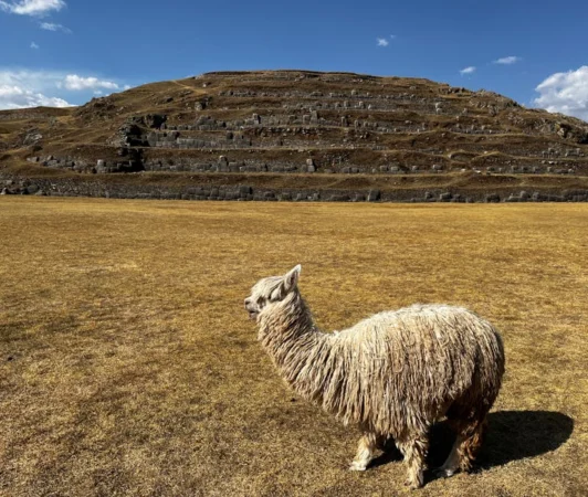An alpaca stands on dry grassland near ancient Inca ruins under a clear blue sky.