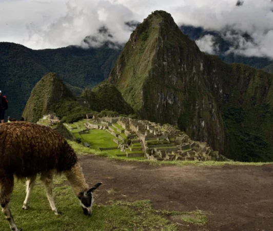 A llama grazing near the iconic ruins of Machu Picchu in Peru, surrounded by majestic mountains.